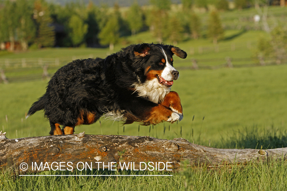 bernese mountain dog jumping